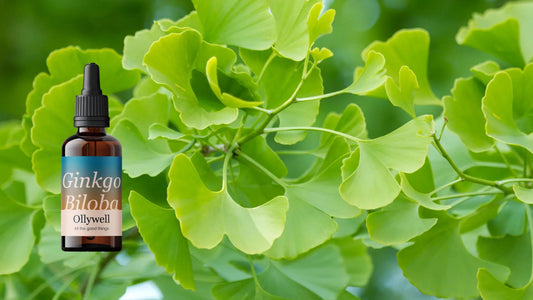 Tree Ginkgo Biloba and liquid extract from Ollywell.