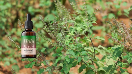 The Holy Basil plant, also known as Tulsi and the Ollywell extract.